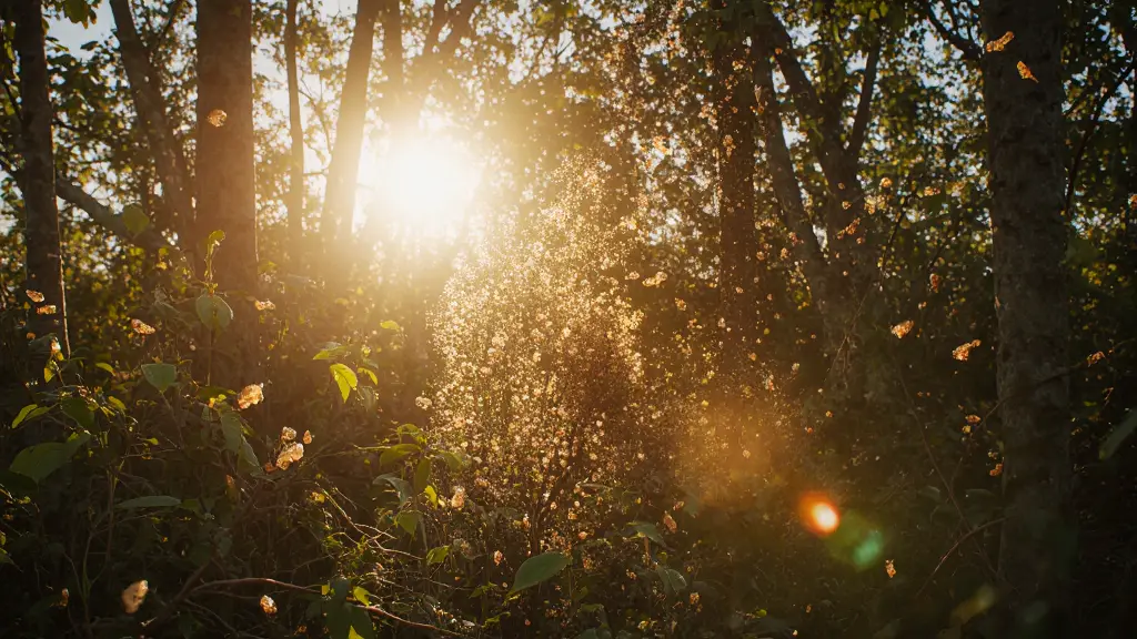 Abejas cerca de flores en un entorno hogareño armonioso